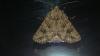 Anarta pugnax